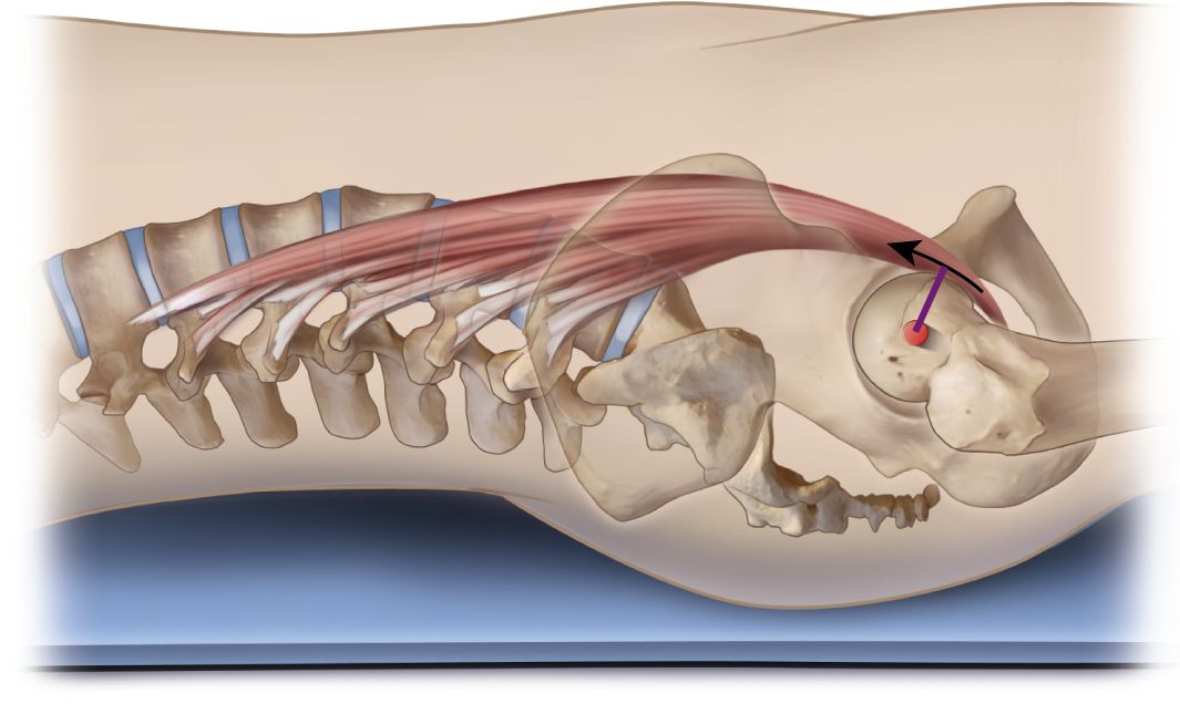 https://www.massaggi.co.uk/wp-content/uploads/2019/05/psoas-muscle.jpg